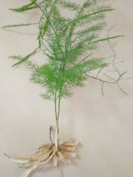 Image result for Asparagus racemosus