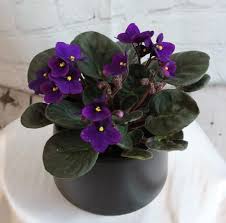 Coffee tables are one of those pieces of furniture that really unify a living room. 21 Best Coffee Table Plants To Grow Indoors Balcony Garden Web