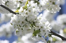 Résultat de recherche d'images pour "fleurs de printemps"