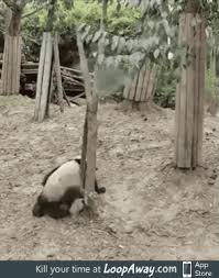 Panda Falls Out Of A Tree Funny Gifs Fails Funny Gif Funny Animals