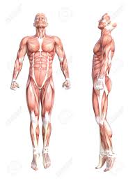 Alright, so now we will draw a forward facing shot of the, the torso. Conceptual Anatomy Healthy Skinless Human Body Muscle System Stock Photo Picture And Royalty Free Image Image 85210937