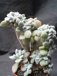 Check spelling or type a new query. Cactofili Forum Di Cactus E Succulente Leggi Argomento Altre Nuove