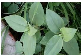 Image result for Commelina bracteosa