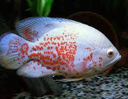 Albino Tiger Oscar Freshwater Fish Arizona Aquatic Gardens It should be understood that albinism is a genetic condition which is caused by a particular combination of the recessive alleles in dna.