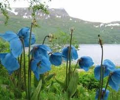 Himalaya Blue Poppies Manzara Resimleri Manzara Doga