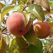 Willis orchard company makes it easy for you to buy fruit trees online, and offers only the finest peach trees for sale for your home orchard, from. Peach Peregrine Peach Trees For Sale Online