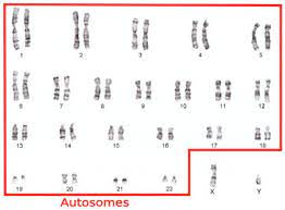 โครโมโซมเพศ (sex chromosome) คือ โครโมโซมคู่ที่ 23 ในเพศหญิงจะมีโครโมโซมเป็ น xx ส่ วนเพศชายจะมีโครโมโซม เป็ น xy 12. Chromosome à¹‚à¸„à¸£à¹‚à¸¡à¹‚à¸‹à¸¡à¸¡à¸™ à¸©à¸¢