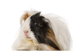 Two female guinea pigs, 1yr9m and 1yr5m. Peruvian For Sale Guinea Pigs Breed Information Omlet
