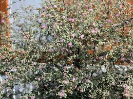 Image result for Glyphaea tomentosa