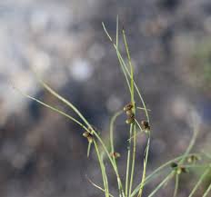 Image result for Lipocarpha