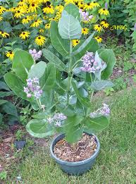 Calotropis Gigantea Large Milkweed Leaves For Caterpillars