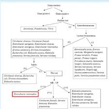Pdf Morpho Biochemical Aided Identification Of Bacterial