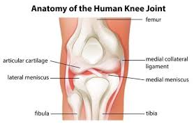 Your mcl could stretch or tear if you get injured while playing certain contact sports. Mcl Injury Medial Collateral Ligament Knee Doctor In Louisville Ky