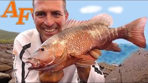 Catch and Cook Monster Mangrove Jack EP.398