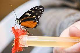 Use clear pedialyte or emergen c powder, both are readily available at the grocery, as a substitute for sports drink. Butterfly Palace Homemade Butterfly Food Easy Diy