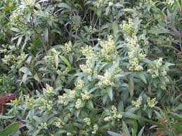Image result for Combretum celastroides