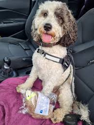 Found African Pygmy Hedgehog in South Nashville