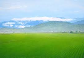 翁明崖wen ming yai 穀雨青青 golf courses field