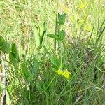 Image result for Justicia flava