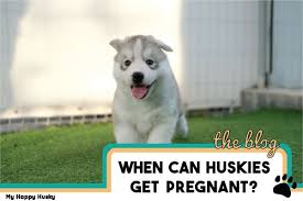 Husky goldfields & welkom, pure bred siberian husky puppies for sale, they are vaccinated and dewormed. When Can A Husky Get Pregnant Husky Breeding Guide My Happy Husky