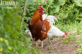 Weed & feed with chickens. Growing Chicken Feed In A Chicken Garden High Quality Low Cost Feed