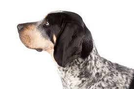 Preference runs to more blue than black on the body. Bluetick Coonhound Dog Breed Information