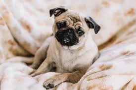 Si la cause est le plus souvent bénigne, il faut systématiquement consulter son médecin, l'autodiagnostic étant très périlleux. Sang Dans Les Selles De Mon Chien Faut Il S Inquieter