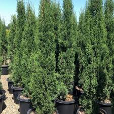 Image result for Cupressus sempervirens