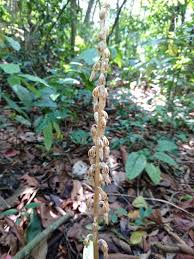 Image result for Epipogium roseum