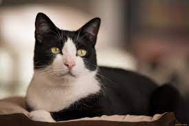 smokin gen paleti bircok kedide ortaya cikabilir smokin kedi kedi smoki n