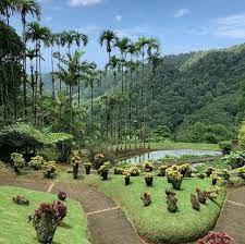 balade zen et magnifique au jardin de balata martinique jardin balata detente sun pleinlesyeux plants park dolores park