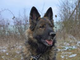 Find silver german shepherd puppies and dogs from a breeder near you. Sable German Shepherd 8 Interesting Facts Info