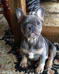 Blue Brindle Frenchies French Bulldog Puppies Cute Animals Bulldog Puppies