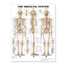 Download Pdf The Skeletal System Giant Chart Best Seller By
