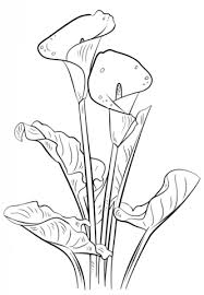It features song of solomon 2:1 , which reads, i am the rose of sharon, and the lily of the valleys. Calla Lily Coloring Page Free Printable Coloring Pages Beautiful Flower Drawings Flower Drawing Drawings