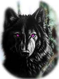 Purple eyes, also known as violet, lavender/lilac or amethyst (depending on the shade) are very, very rare in real life, and in fiction generally mean that a character is very special and mysteriously badass. Pin By Danie Pement On Books Purple Wolf Black Wolf Purple Eyes