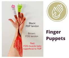 Muscles flexor digitorum profundus (fdp) functions as a flexor of the dip joint; The Ot Toolbox This Is Just Some Of The Fascinating Facebook