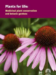 Image result for Secamone delagoensis