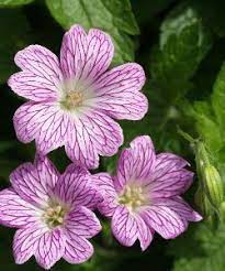 geranium versicolor storchschnabel immergrun schattenpflanzen pflanzen geranien