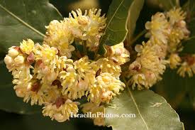 Image result for Lauraceae