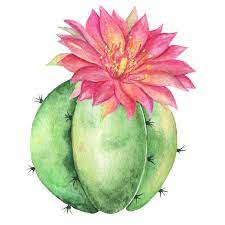Wildflower cactus flower in a watercolor style isolated. Cactus Watercolor Clipart Blossom Succulents Hand Painted Digital Clip Art Flowers Succulent Clip Art Comme Cactus Paintings Watercolor Cactus Flower Art