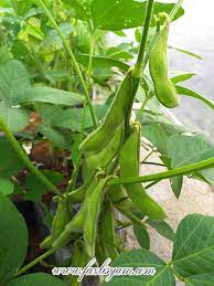 Gadis cantik dengan kuda kesayangannya sedang melakukan beginian. Kacang Edamame Segalanya Tentang Tumbuhan