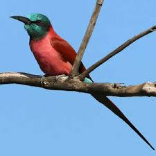 Image result for Corallocarpus schimperi