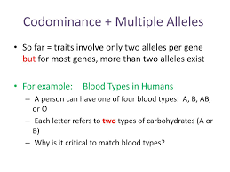 Blood groups have multiple alleles since there are three possible. Ppt Codominance Multiple Alleles Powerpoint Presentation Free Download Id 2485232