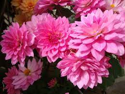 Dahlia Xxl Paraiso Dark Pink Dahlia Garden Plants Patio Pots