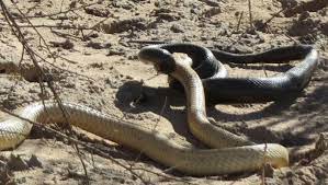 Remarkable Sighting Cape Cobra Versus Mole Snake Africa Geographic Snake Cobra Africa