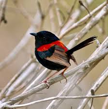 Small Black Bird With Orange Wings And Tail Red Backed Fairy Wren Australia Birds Colorful Birds Pretty Birds