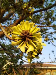 Image result for Erythrina afra