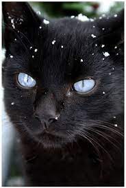 blue eyed beautiful picture incensewoman click here to find out more http googydog com p s schwarze katze tiere katzen