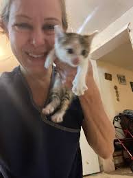 Foster help needed for 2 litters of kittens?